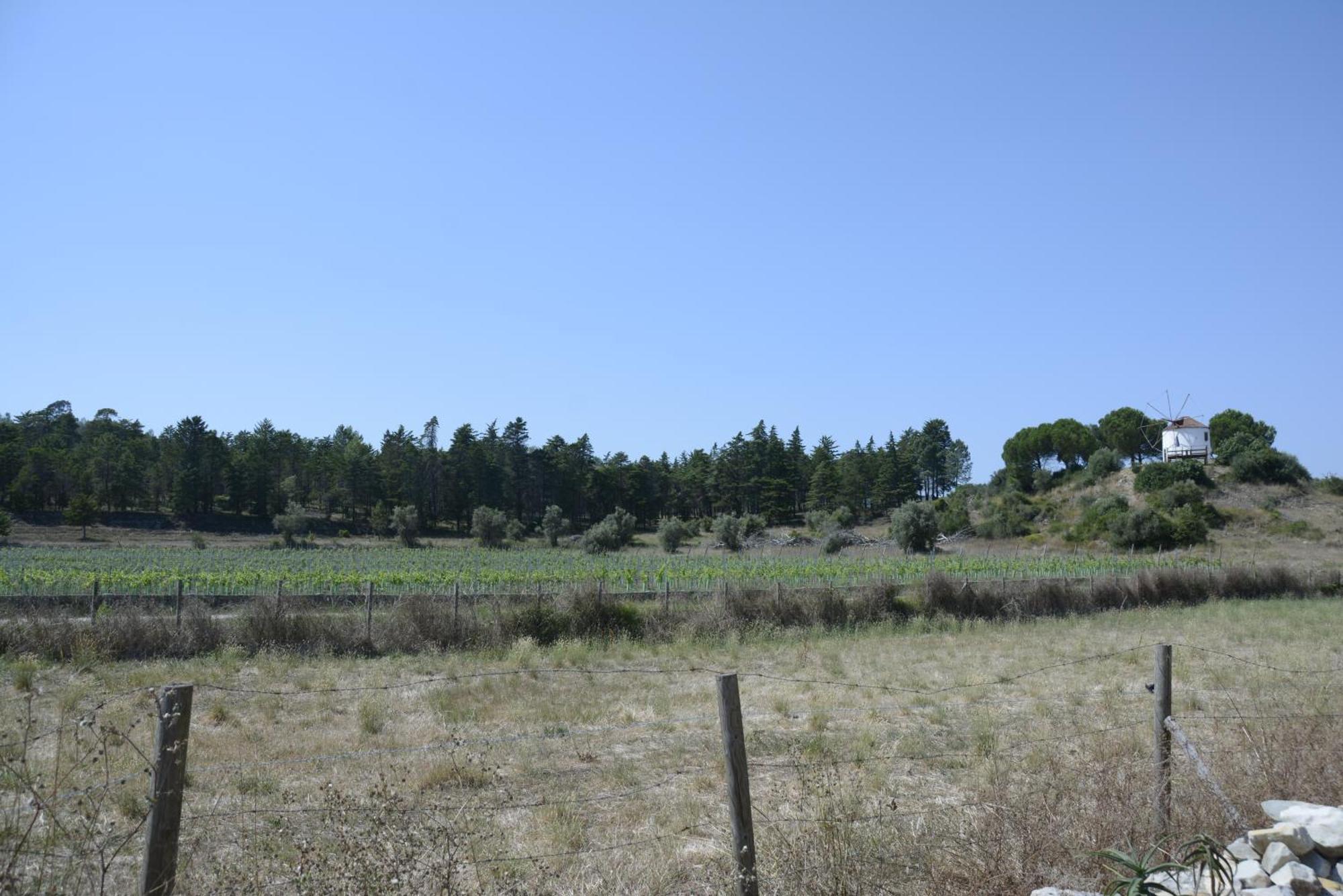 Casa Da Lima - Nestled In Nature On Santiago'S And Fatima'S Path, Close To Coimbra And Rabacal Alvorge Eksteriør billede