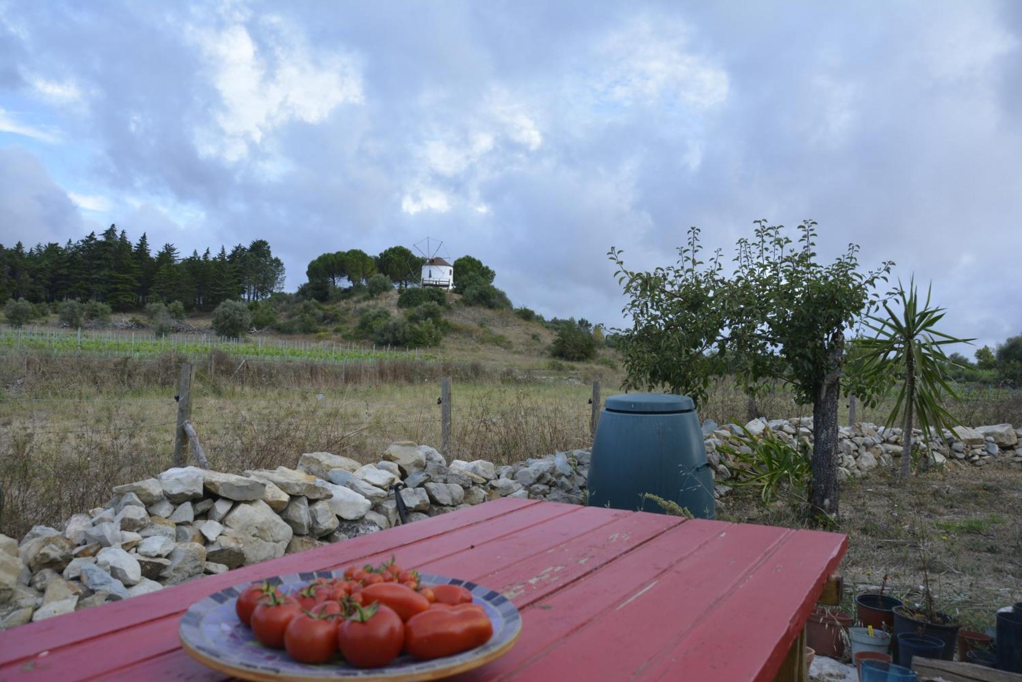 Casa Da Lima - Nestled In Nature On Santiago'S And Fatima'S Path, Close To Coimbra And Rabacal Alvorge Eksteriør billede